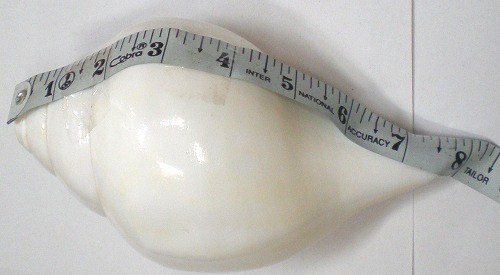 measuring a blowing conch